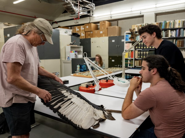 Andy Kratter inspecting Andean Condor wing with students Jake Arango and Thomas Lilkendey